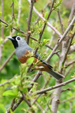 black faced monarch