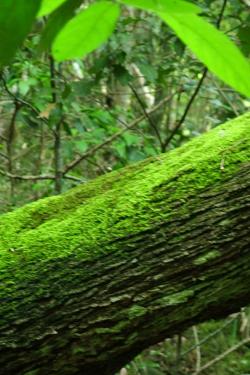 fallen tree covered in moss