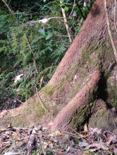 giant buttruss roots on a rainforest tree