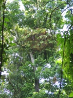 nude ferns