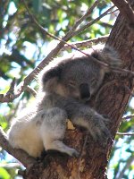 naked koalas