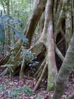 strangler fig on the top falls naturist walk