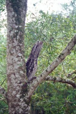 tawny frogmouth